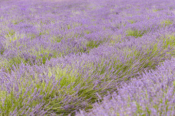 Obraz na płótnie Canvas Lavender flowers at sunlight in a soft focus, pastel colors and blur background. Violet lavender field in Provence with place for text on the top. French lavender in the garden, soft light effect.