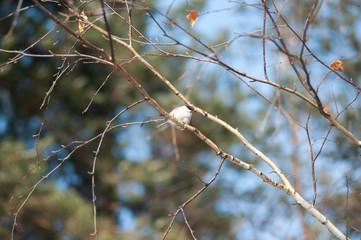 birds sit on branches in the forest
