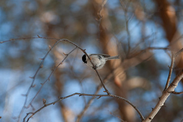 birds sit on branches in the forest