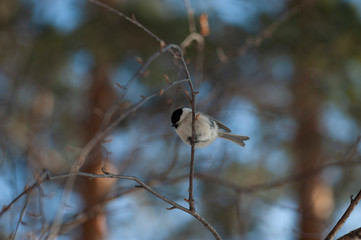 birds sit on branches in the forest