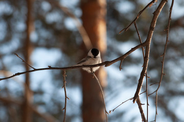 birds sit on branches in the forest