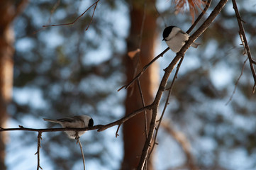 birds sit on branches in the forest