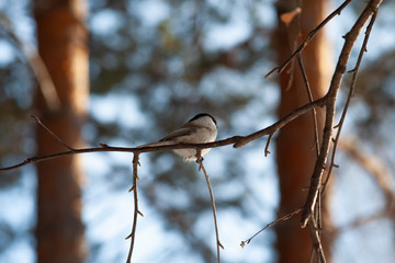 birds sit on branches in the forest