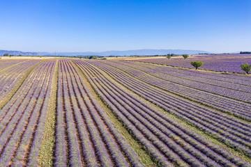 Fototapeta na wymiar Aerial view of lavender field. Aerial landscape of agricultural fields, amazing birds eye view from drone, blooming lavender flowers in line, rows. Agriculture summer season banner