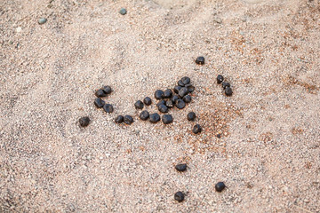 camel shit in the desert