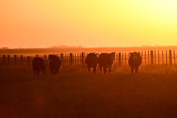 Fototapeta na wymiar Cattle in Pampas landscape at dusk, Patagonia, Argentina