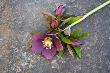 Freshly picked purple hellebore flowers (helleborus hybridus), also known as Christmas or Lenten rose