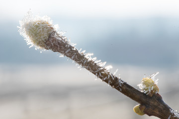 Morning frost on a bud in the garden