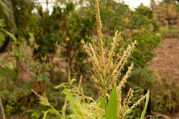cone stamens in nature garden
