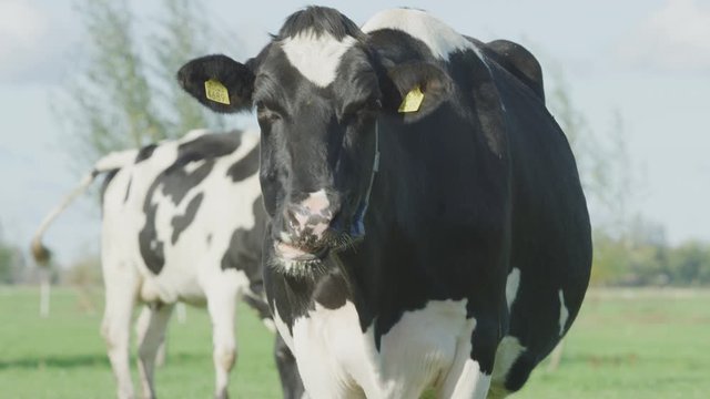 Cow Netherlands in the meadow