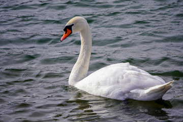 A white Swan floats on dark water in the rays of the setting sun. A large wild white waterfowl. Ornithology. Bird watching in its natural habitat