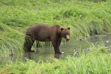 Grizzly Alaska