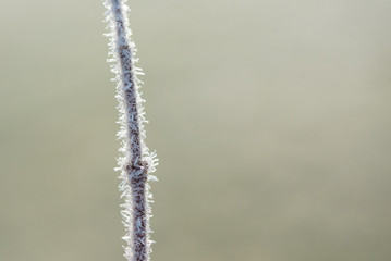 Morning frost on a branch in the garden