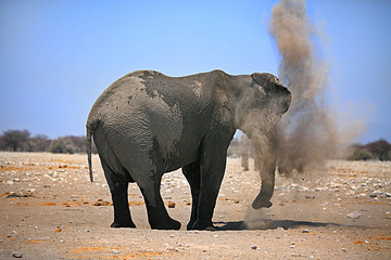 Fototapeta na wymiar African Elephant surrounded by a dust cloud after spraying itself to keep cool. Etosha National Park . The park is a dry and hot harsh environment,