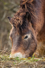 Beautiful wild Icelandic Exmoor pony grazing on grass. Close up shot