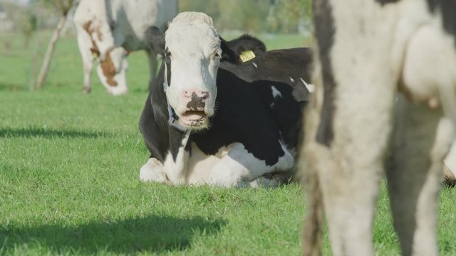 Cow Netherlands in the meadow