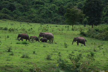 Fototapeta na wymiar groupe d'éléphants en thaïlande