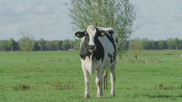 Cow Netherlands in the meadow