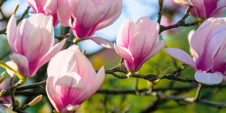 blossom of magnolia tree
