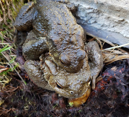 Kroete, Bufo bufo, Paarung