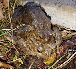 Kroete, Bufo bufo, Paarung