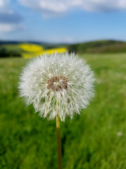 Loewenzahn; Taraxacum; officinale; Pusteblume