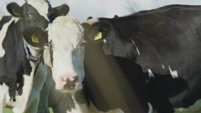 Cow Netherlands in the meadow