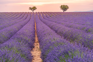 Lavender flowers blooming field and a trees uphill on sunset. Valensole, Provence, France, Europe.