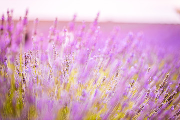 Fototapeta premium Closeup photo of beautiful gentle lavender flower field, abstract purple floral background, aromatic plant, beauty of spring nature