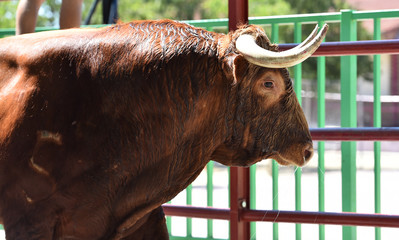 toro poderoso en españa