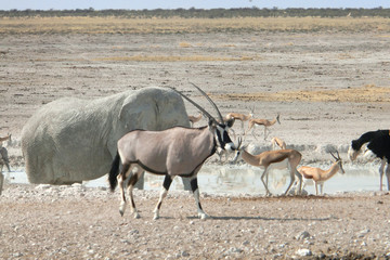 Oryx gazella