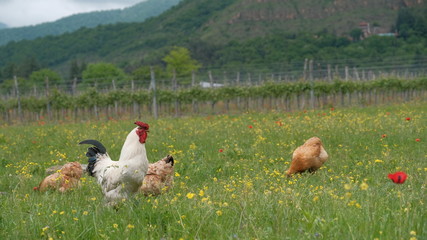 Freerange chicken graze in a green meadow