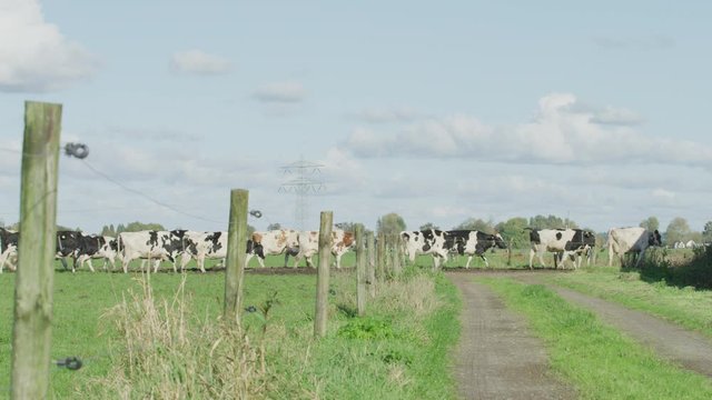 Cow Netherlands in the meadow