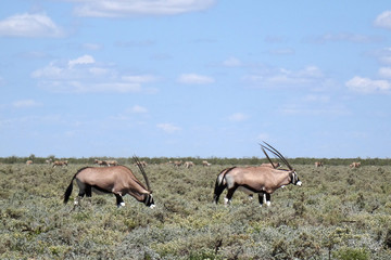 Oryx gazella