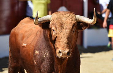 cabeza de toro
