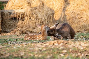 Baby deer