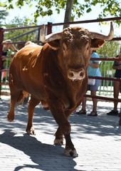 toro poderoso en españa