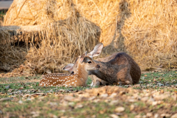 Baby deer