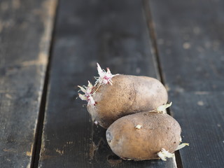 Agriculture, sprouted potatoes on a dark background. Ready for planting in the soil.