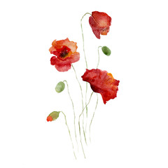 Beautiful red poppies flower and bud, watercolor