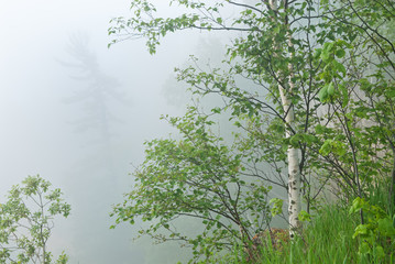 Spring landscape of the shoreline of Lake Superior in fog with birch tree, Pictured Rocks National Lakeshore, Michigan's, Upper Peninsula, USA