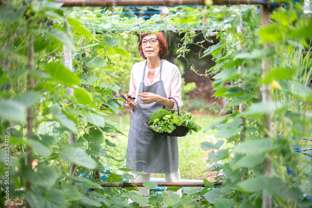 Wall mural asian old woman gardening in the vegetable organic garden. retirement people hobby concept