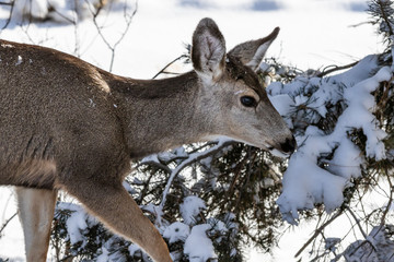 Male Kaibab deer (subspecies of mule deer) with antlers feeding during winter at Grand Canyon National Park. Snow in the background.
