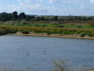 Vieux salins d'Hyères