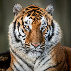 Obraz premium Portrait of a tiger in the forest