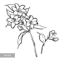Watercolor pencil handdraw illustration. Garden jasmine sketch. Aromatic ripe summer dessert. Design element for label, poster, print. Vector.