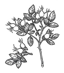 Watercolor pencil handdraw illustration. Garden wild rose, rosehip, dog rose, sweetbriar sketch. Aromatic ripe summer dessert. Design element for label, poster, print