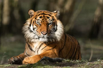 Schilderijen op glas Portrait of a tiger in the forest © AB Photography