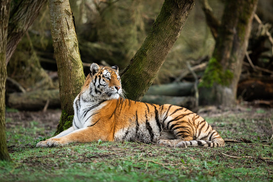Portrait of a tiger in the forest