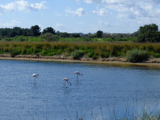 Vieux salins d'Hyères